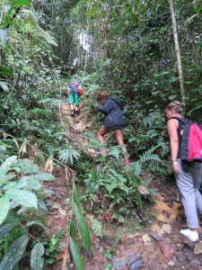 Jungle trekking
