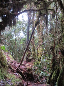 The Mossy Forest 