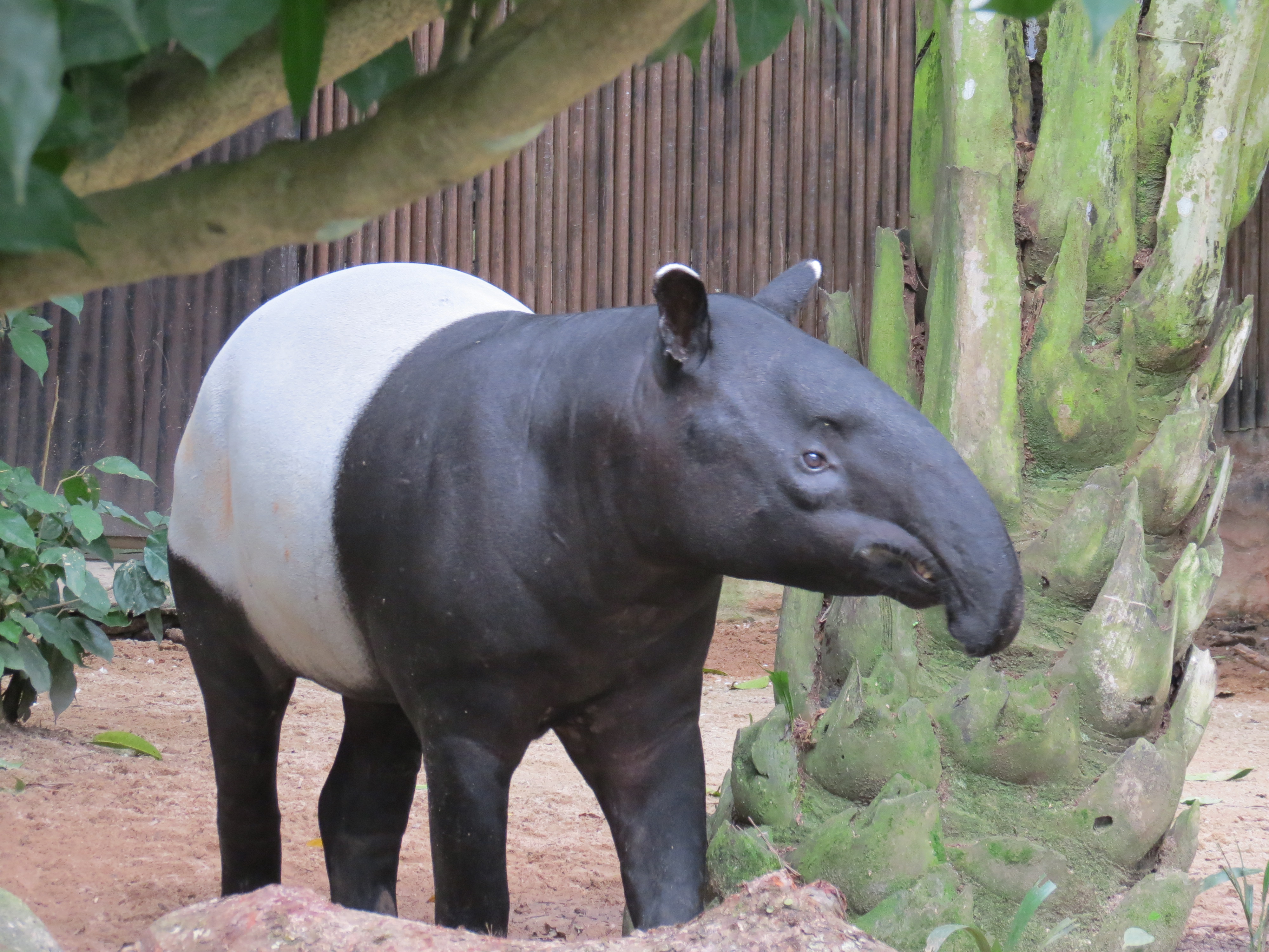 Зоопарк земля. Акула тапир. Спаривание тапиров крупным планом. Тапир в зоопарке. Малайзия 25 сен 2003 тапир.