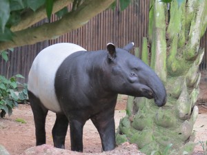 Malaysian Tapir